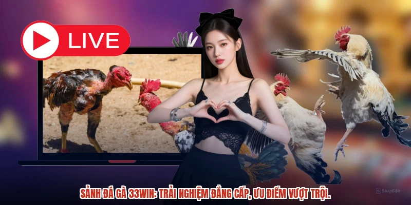 Sảnh đá gà 33Win: Trải nghiệm đẳng cấp, ưu điểm vượt trội.