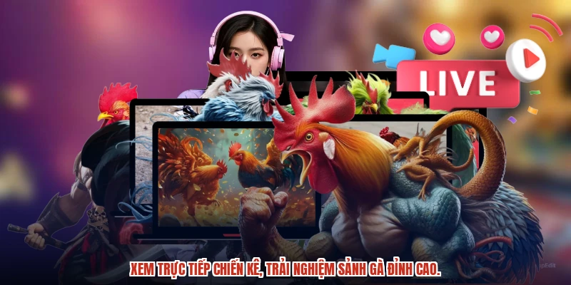 Xem trực tiếp chiến kê, trải nghiệm sảnh gà đỉnh cao.