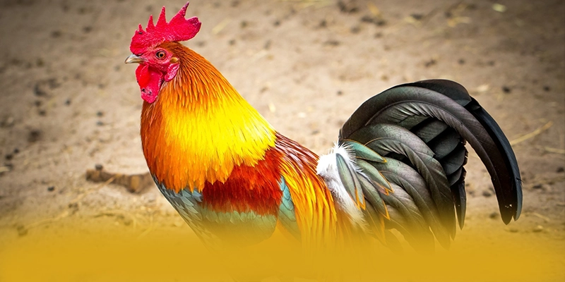 Điểm khác biệt của 8XBET trên thị trường