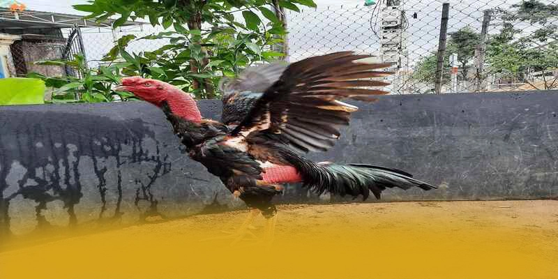 Phản hồi từ cộng đồng người chơi về [THUONG_HIEU]