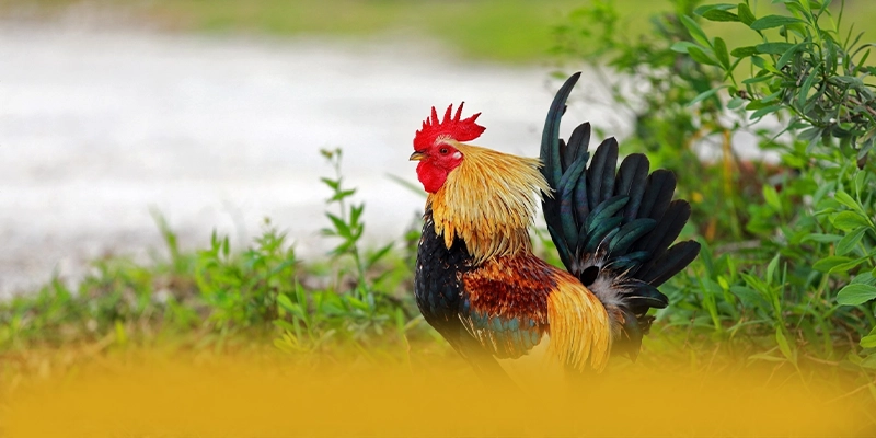 FAQ về SUNWIN